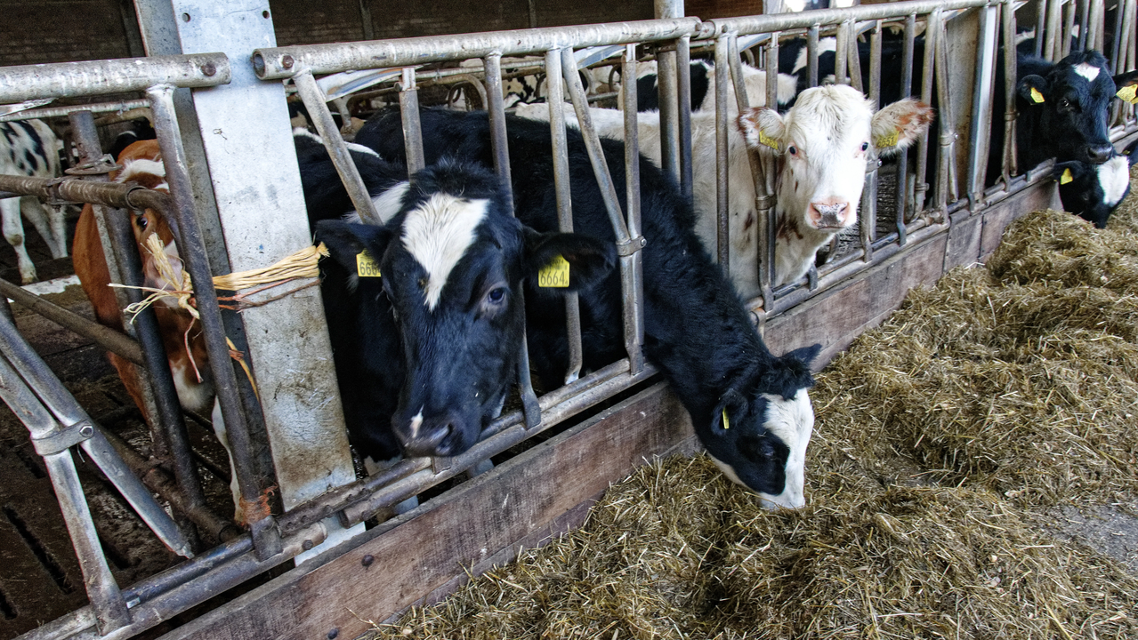 20151228 170812•Nieuw-Lekkerland•South Holland•Netherlands